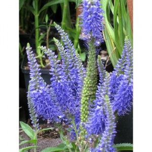 Вероника колосковая Нана Блаутеппич Veronica spicata Nana Blauteppich С3 650
