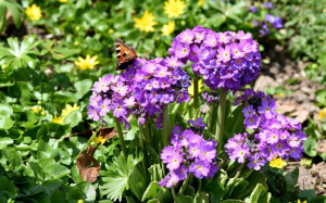 Primula-1