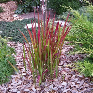 imperata-tsilindricheskaya-red-baron-s2-1
