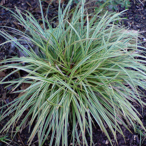carex-