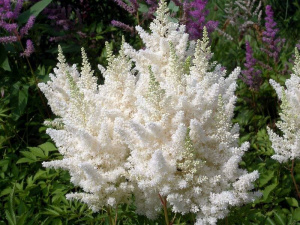 Астильба арендса Белая Astilbe arendsii Astary White