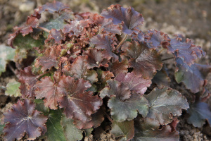 Гейхера Капучино Heuchera Cappuccino