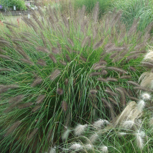 Pennisetum_alopecuro_des_viridescens_80077_1