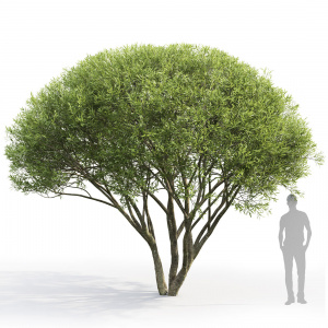 1637284539_61-pro-dachnikov-com-p-iva-lomkaya-salix-fragilis-foto-66