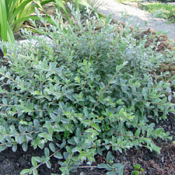 Ива ползучая ф. нитида Salix repens var. nitida 20-40см С2 1500=