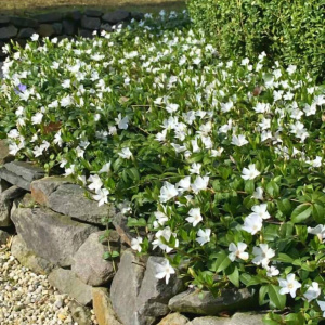 Барвинок Алба Vinca minor Alba