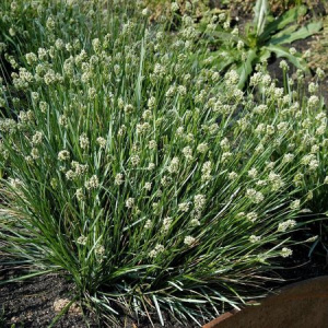 seslerija-golubaja-sesleria