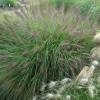Pennisetum_alopecuro_des_viridescens_80077_1
