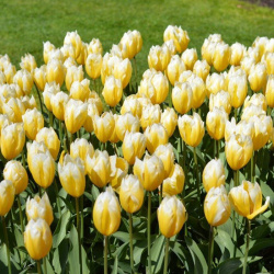 svizet-sweetheart-lukovicy-tyulpana-de-ree-holland