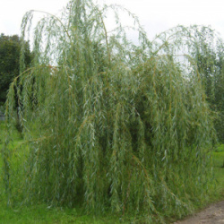 iva-plakuchij-gnom