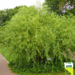 Salix-erythroflexuosa-84301-P
